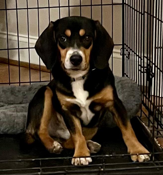 beagle in crate