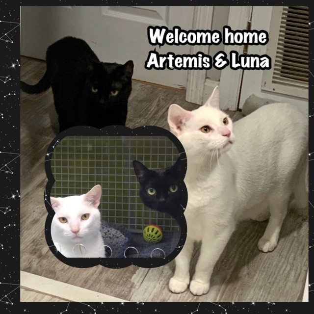 cat adoption Artemis & Luna