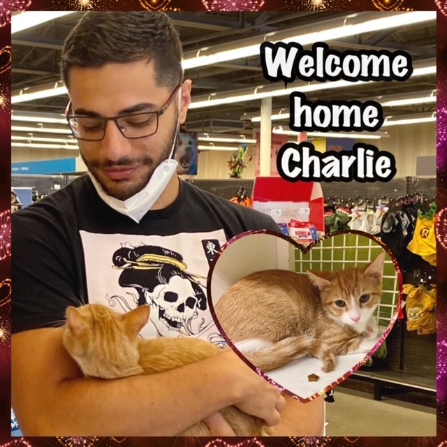 cat adoption Charlie