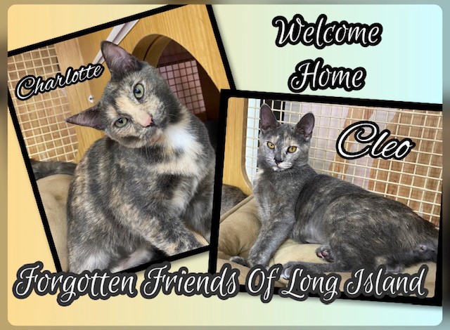 cat adoption Charlotte & Cleo
