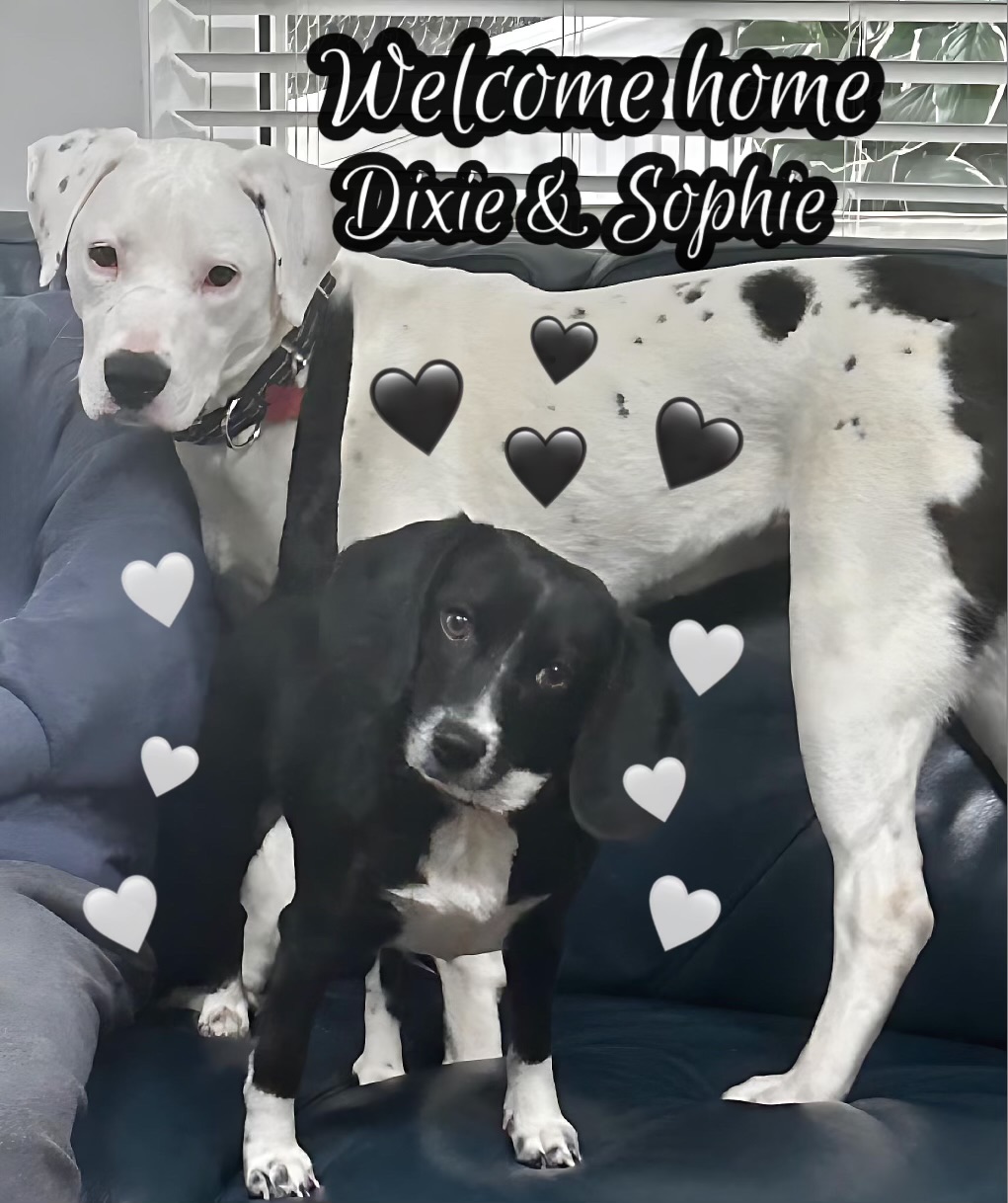 Sophie & Dixie Home