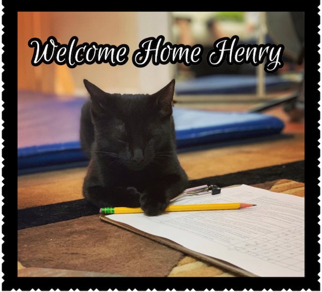 cat adoption Henry