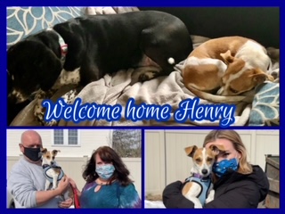 dog adoption Henry
