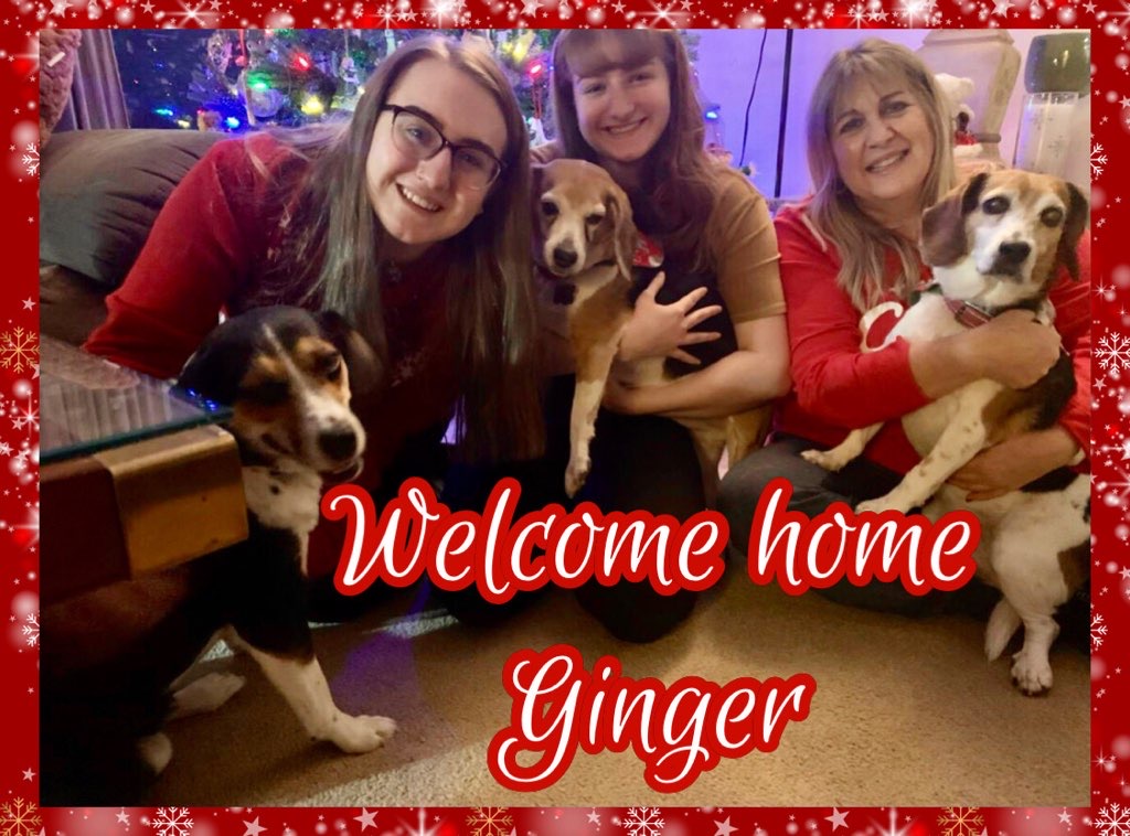 dog adoption Ginger