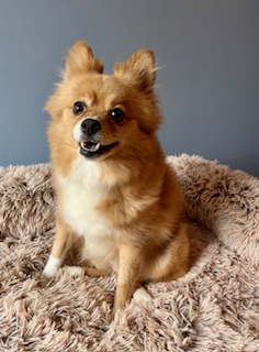 small dog on bed