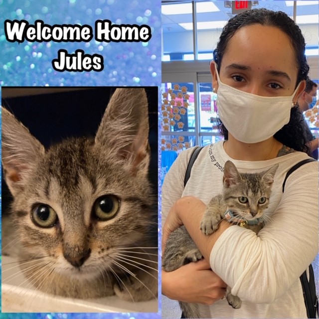 cat adoption Jules