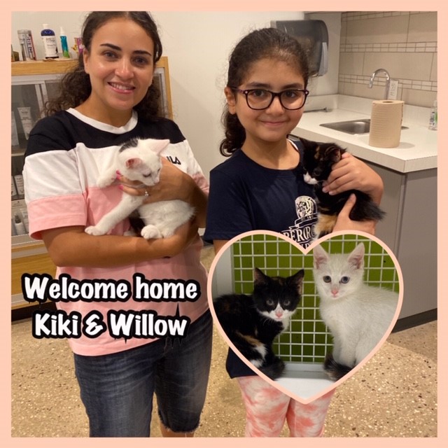 cat adoption Kiki & Willow