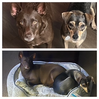 Lily and Mocha