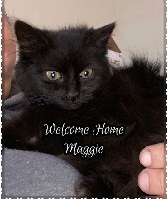 cat adoption Maggie