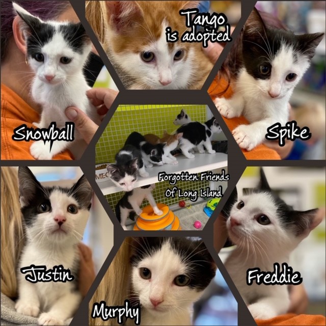 cat adoption Tango, Spike, Freddie, Murphy, Justin & Snowball