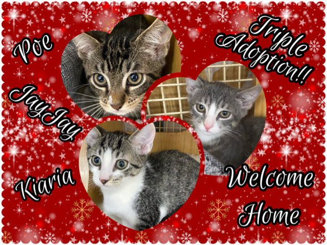 cat adoption Poe, Jay Jay & Kiaria