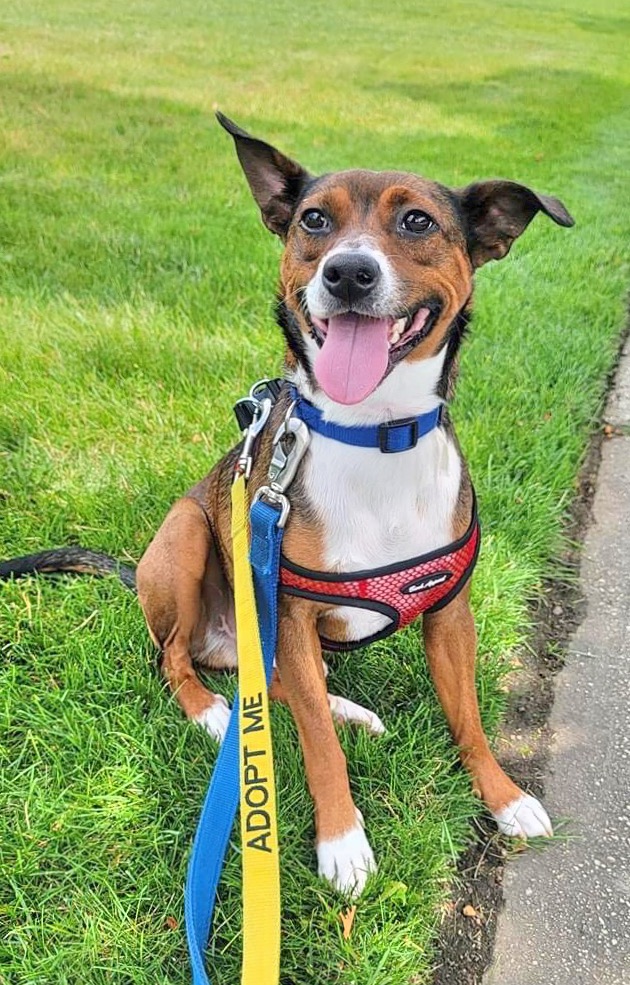happy dog on leash