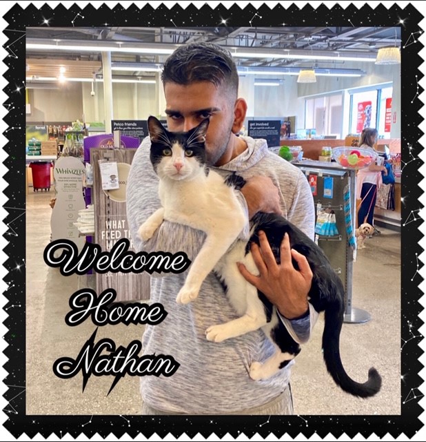 cat adoption Nathan